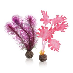 Small Kelp Pink