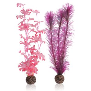 Medium Kelp Pink