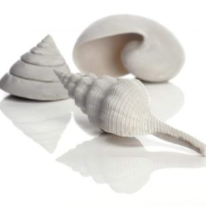 oase biorb aquarium decoration ornamental sea shells natural
