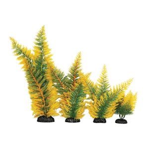 Broad Leaf Fern Yellow Plant