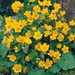 Caltha Palustris 1 Litre
