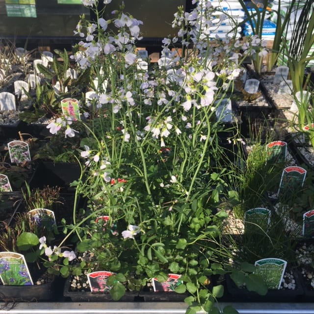 Cardamine pratensis 1 Litre