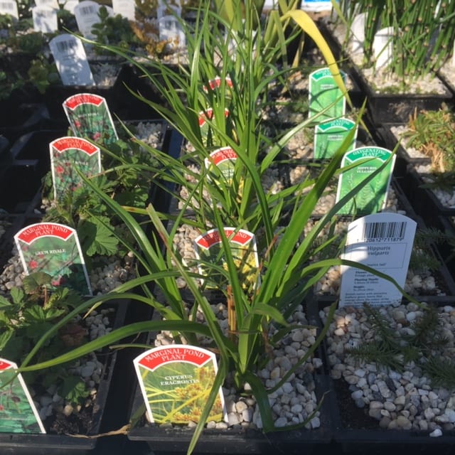 Cyperus eragrostis 1 Litre
