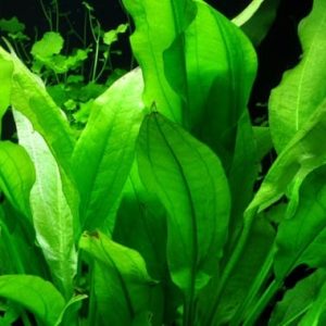 Amazon Sword Bunched Plant