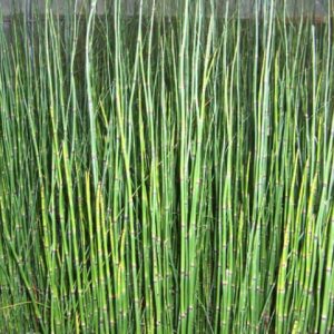 Equisetum Japonicum 1 Litre