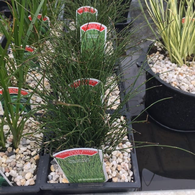 Equisetum scirpoides 1 Litre