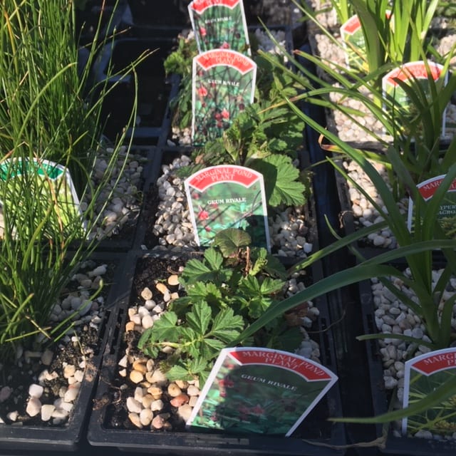 Geum Rivale 1 Litre