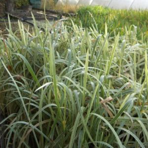 Glyceria Maxima Variegata 1 Litre