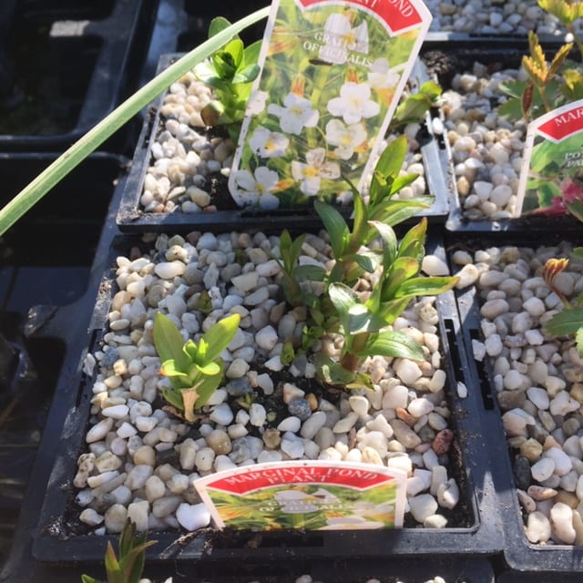 Gratiola officinalis 1 Litre