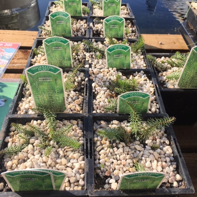Hippuris vulgaris 1 Litre