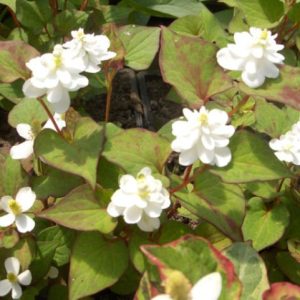 Houttuynia Cordata Plena 1 Litre