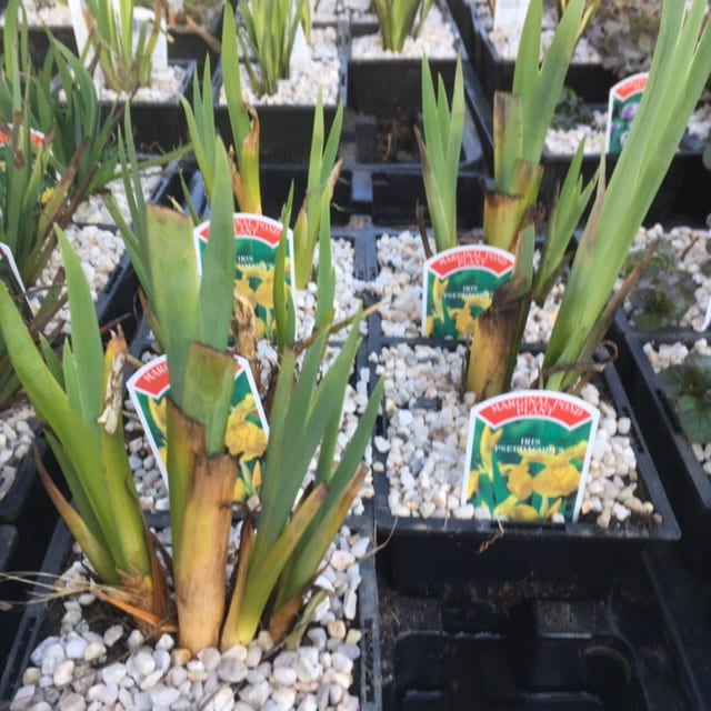 Iris pseudacorus 1 Litre