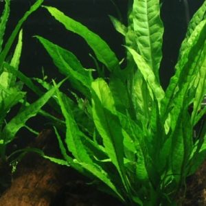 Microsorum Pteropus Java Fern