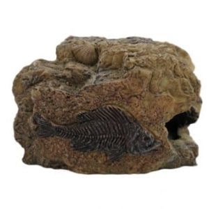 Small Fossil Rock