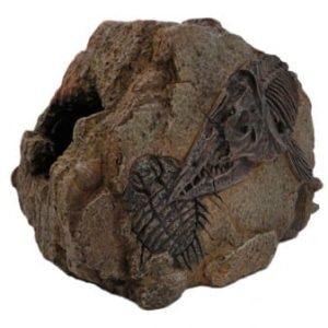 Medium Fossil Rock