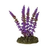 Blue Poker Plant 10cm