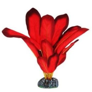 Red Silk Plant