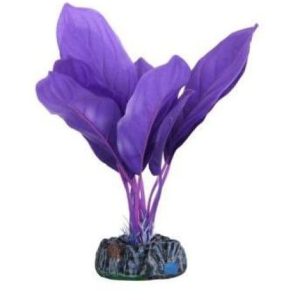 Purple Silk Plant