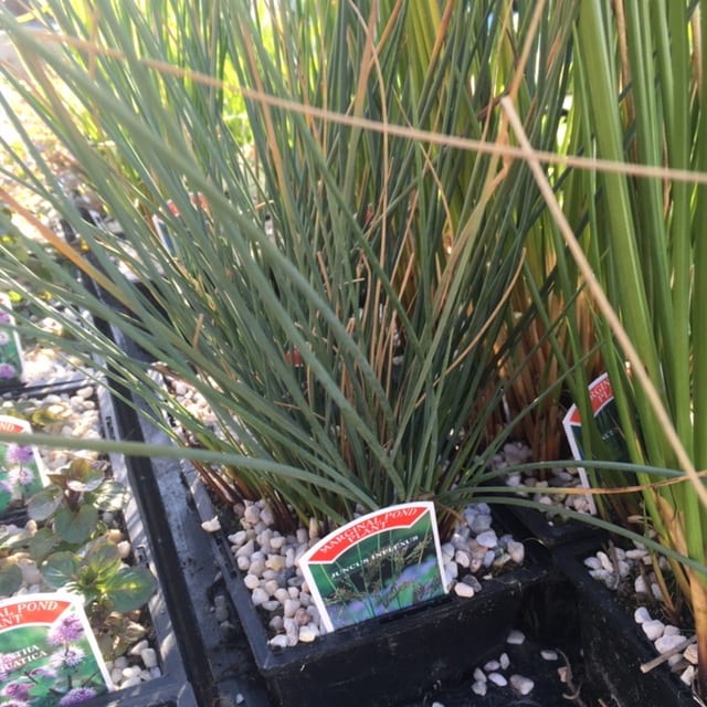 Juncus inflexus 1 Litre