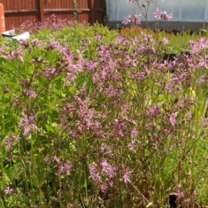 Lychnis Flos-coculi 1 Litre
