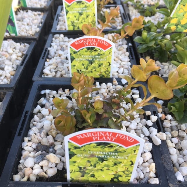 Lysimachia nummularia Aurea - golden creeping Jenny