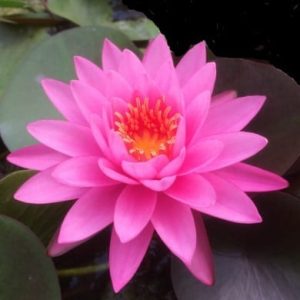 Mayla water Lily 3 Litre