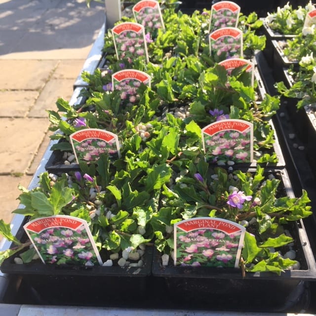 Mazus reptans 1 Litre