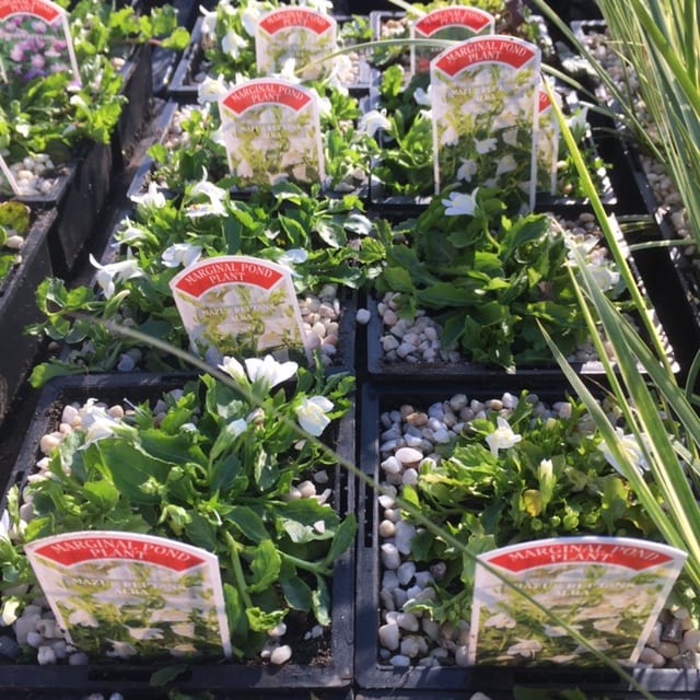 Mazus reptans Alba 1 Litre