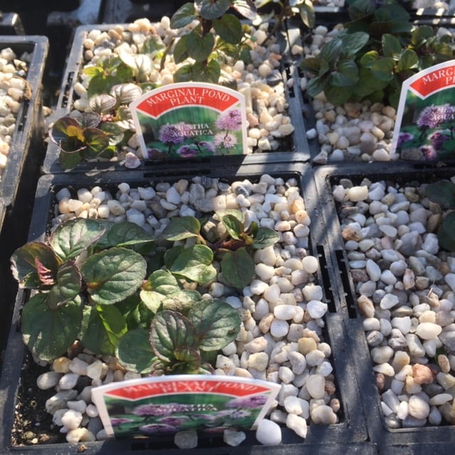 Mentha aquatica 1 Litre