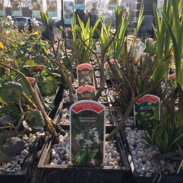 Menyanthes trifoliata 1 Litre