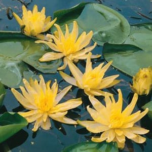 Moorei Water Lily 3 Litre