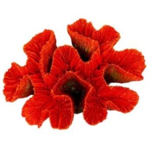 Red Ridge Coral