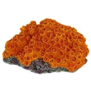 Sun Coral