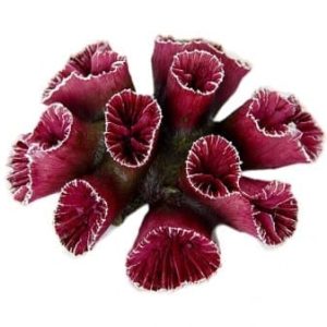 Purple Trumpet Head Coral