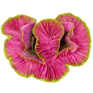Pink Rose Coral