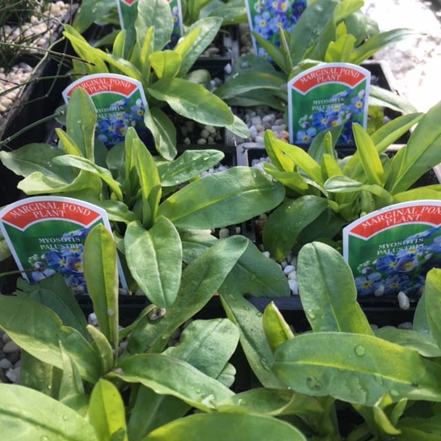 Myosotis palustris 1 Litre