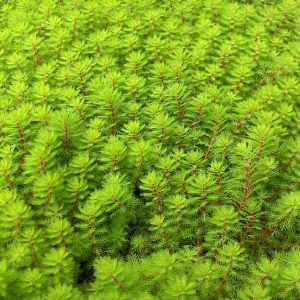 Myriophyllum Red Stem 1 Litre