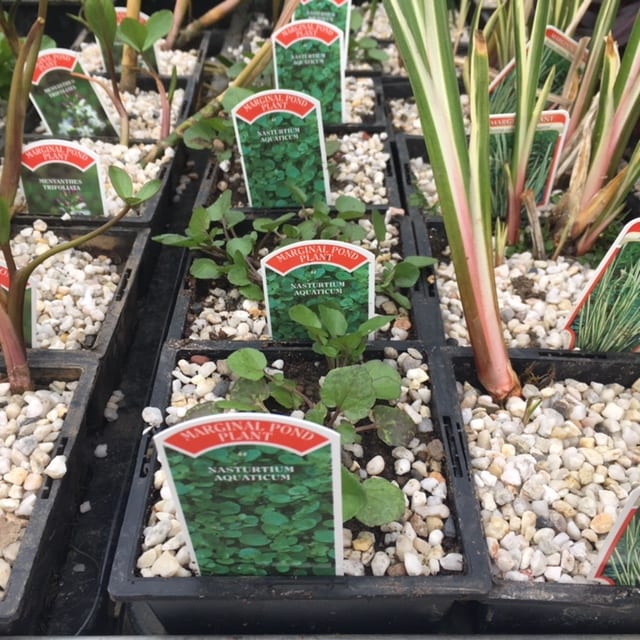 Nasturtium Aquaticum 1 Litre