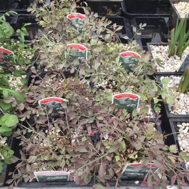Oenanthe fistulosa flamingo 1 Litre