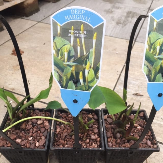 Orontium aquaticum 2 Litre