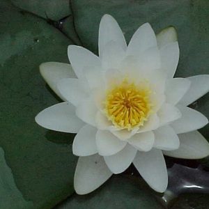 Albida Water Lily 4 Litre