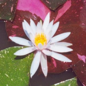 Arc-en-Ciel Water Lily