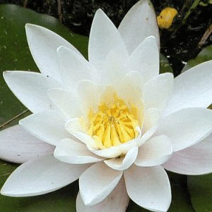 Alba Water Lily 4 Litre