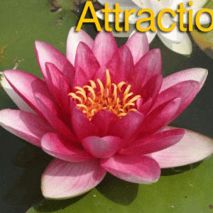 Attraction Water Lily 4 Litre