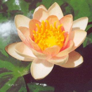 Aurora Dwarf Lily 2 Litre