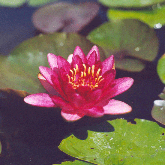 Burgundy Princess Water Lily