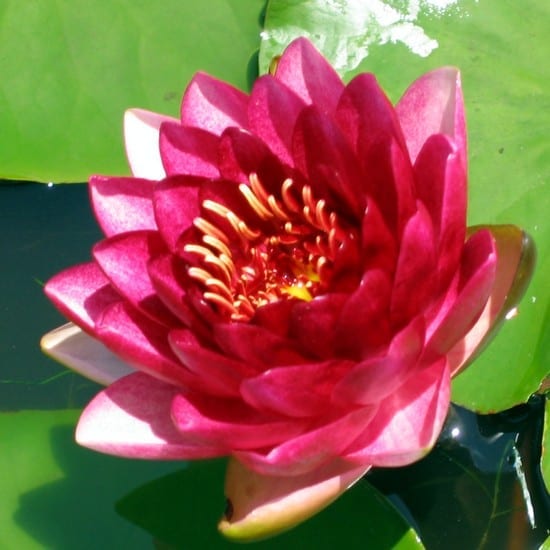 Almost Black Water Lily 3 Litre