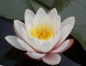 Carnea Water Lily