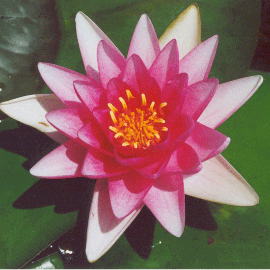 Charles-de-Meurville Water Lily