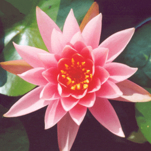 Colorado Water Lily